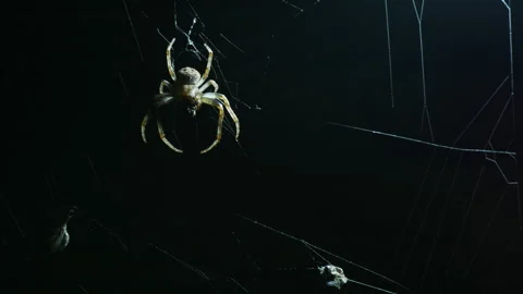 Spider slowly eats its prey. Close-up. Stock Footage 337547068