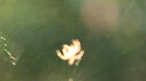 Spider Slowly Moves On Web Stock Footage 242050