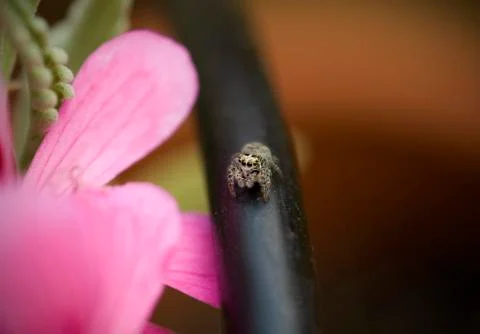 Spider smiling in camera Foto stock