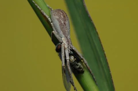 Spider Snack Stock Photos