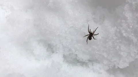 Spider on snow Stock Footage 152956695
