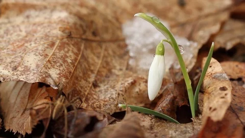 Spider on snowdrop flower in spring on old leaves Stock Footage 70293627