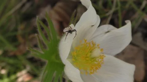 The spider on the snowdrop Stock Photos