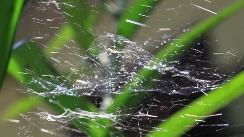 Spider in Sparkling Web Stock Footage 86532565
