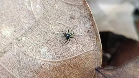 Spider Speed: 1,000 FPS Macro Footage Stockbeeldmateriaal 332455544