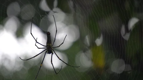 Spider : A spider weaves an intricate web, moving gracefully Stock Footage 289470562