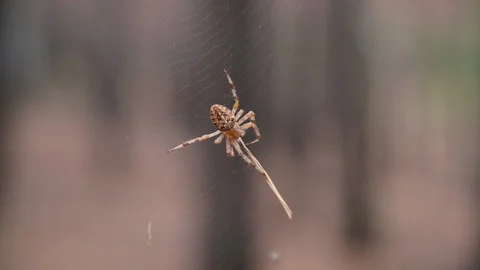 Spider. The spider weaves a web. Close-up. Video stock 165420879