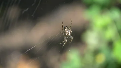 Spider on the spider web in 4K in slow motion Stock Footage 86559731