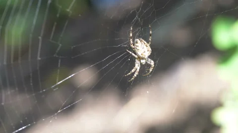 Spider on the spider web in 4K slow motion Stock Footage 87810505