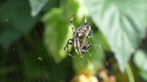 Spider on the spider web in 4K slow motion Video stock 88093993