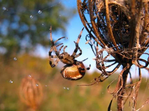 Spider on spider web after rain Stock Photos