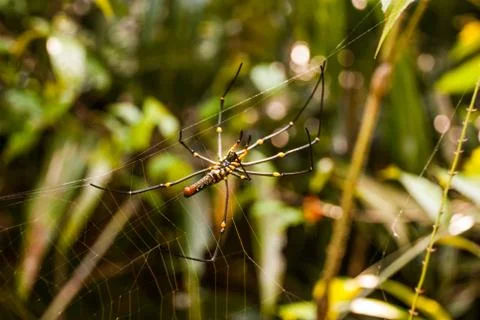 Spider on spider web after rain Sarawak. Borneo. Malaysia Stock Photos