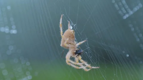 Spider on spider web among flowers 4k Stock Footage 281850876