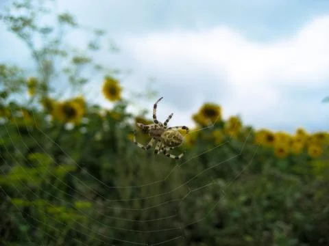 Spider on the spider web on background blurred of the gloomy sky and sunflowe Foto stock