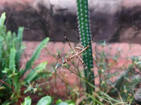 Spider in spider web between cacti Stock Photos