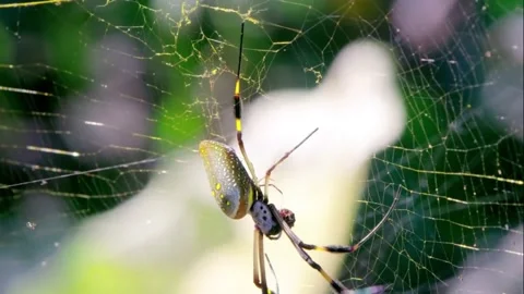 Spider on spider web on blurred green trees background. Stock Footage 145356074