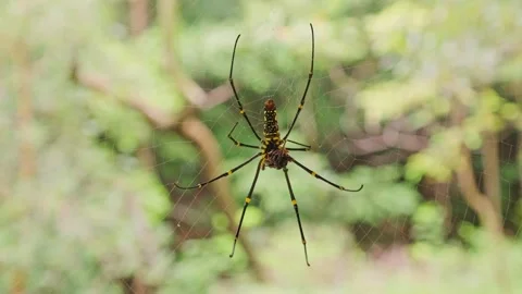 Spider on spider web with blurred green natural background and sunlight in .. Stock Footage 263321753
