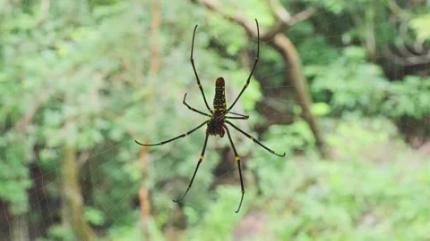 Spider on spider web with blurred green natural background and sunlight in .. Stock Footage 263321756