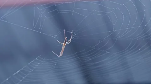 Spider on spider web with blurry background. Stock Footage 305371170