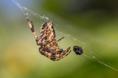 Spider in a spider web with caught prey Stock Photos