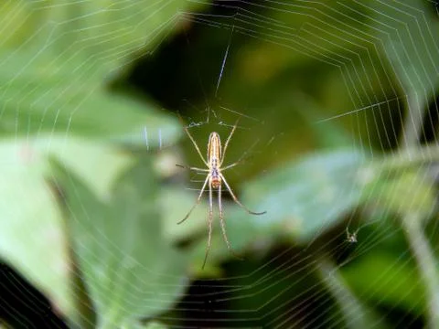 Spider on a spider web close-up Stock Photos