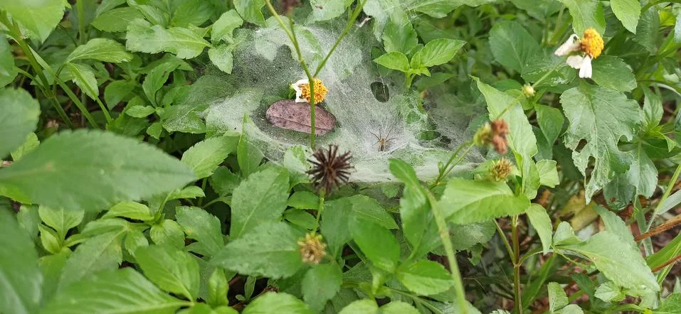 Spider on spider web (cobweb) Stock Photos