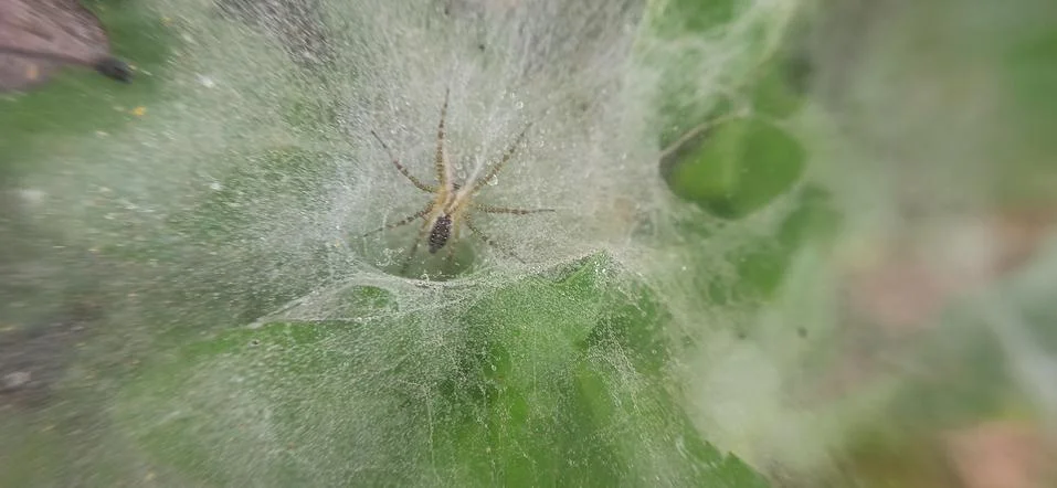 Spider on spider web (cobweb) Stock Photos