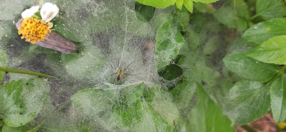 Spider on spider web (cobweb) Foto stock
