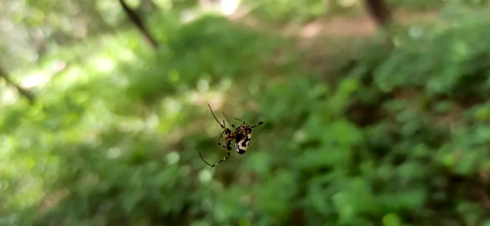 Spider on spider web (cobweb) Stock Photos