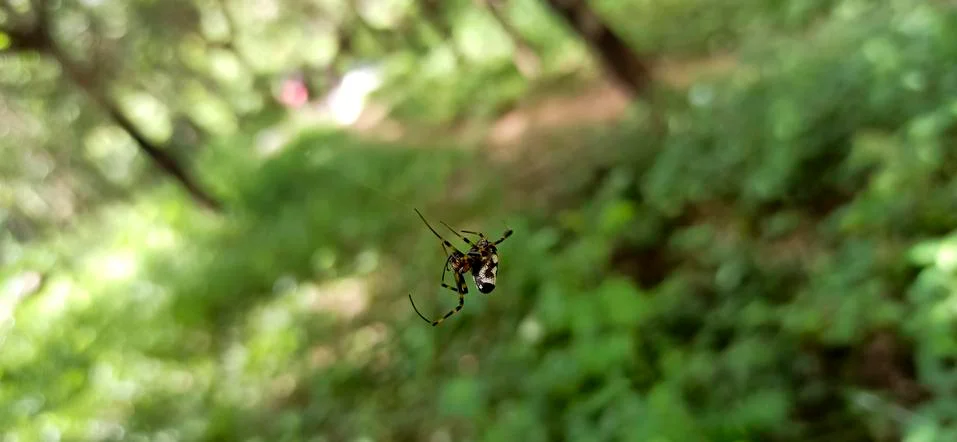 Spider on spider web (cobweb) Stock Photos
