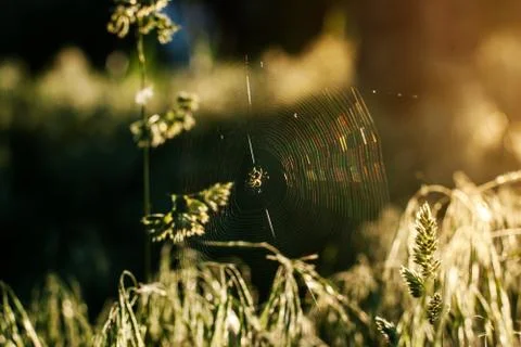 A spider on a spider web at dawn in the forest Stock Photos
