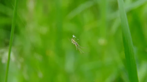Spider on a spider web Stock Footage 38305107
