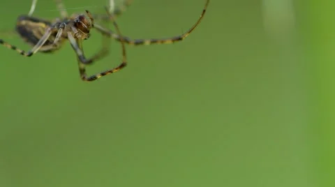 Spider on a spider web Stock Footage 42383075
