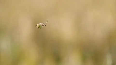 Spider on a spider web Stock Footage 52695799