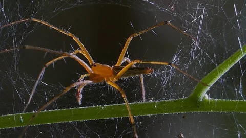 Spider in spider web. Stock-Footage 75080047
