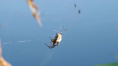 Spider on a spider web Stock Footage 81668494