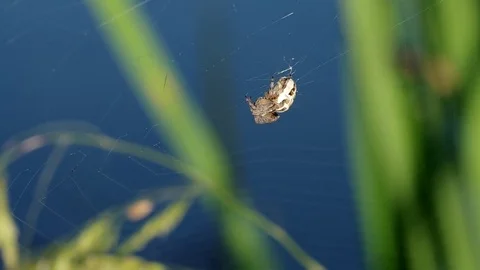 Spider on a spider web Stock Footage 81668589