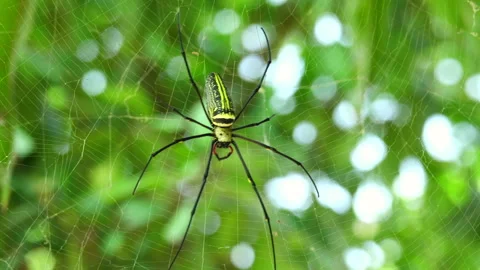 Spider on spider web 스톡 동영상 291108639