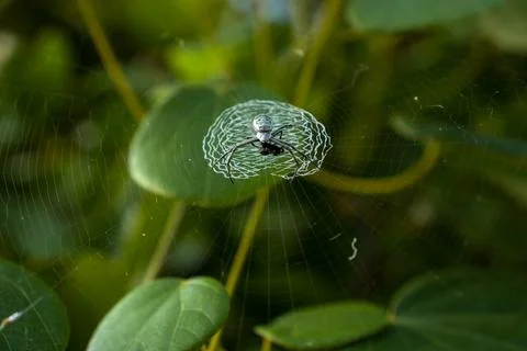 Spider on a spider web in the forest. Macro photography of nature. Stock Photos