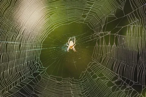 Spider on a spider web with a greens Stock Photos