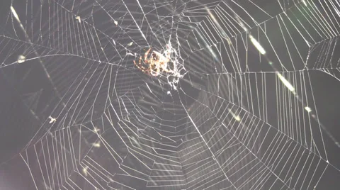Spider in spider web for keying Video stock 31128920