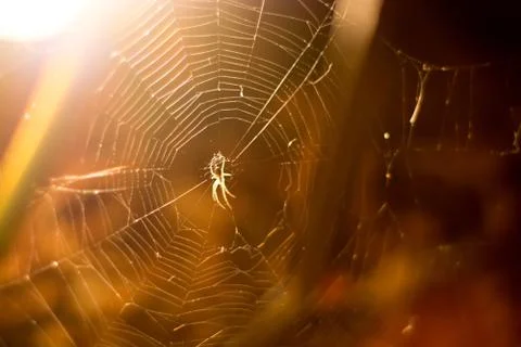 Spider in a spider web at night Stock Photos