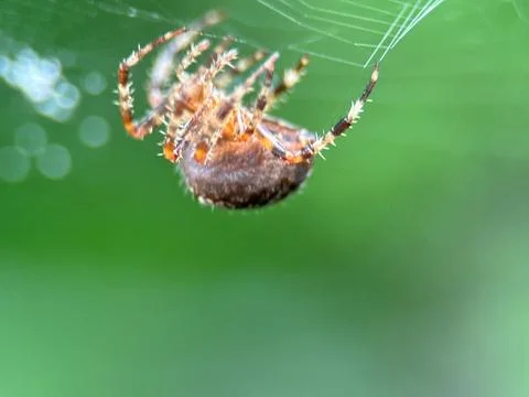 Spider on spider web on a normal day Stock Photos