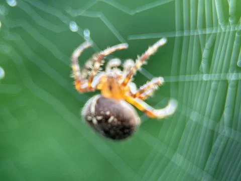 Spider on spider web on a normal day Stock Photos