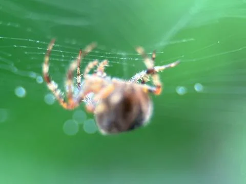 Spider on spider web on a normal day Foto stock