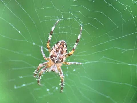 Spider on spider web on a normal day Stock Photos