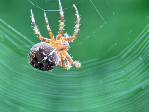 Spider on spider web on a normal day Stock Photos