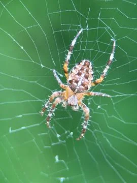 Spider on spider web on a normal day Stock Photos