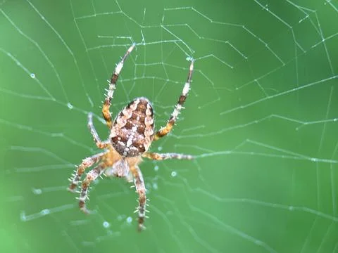 Spider on spider web on a normal day Stock Photos