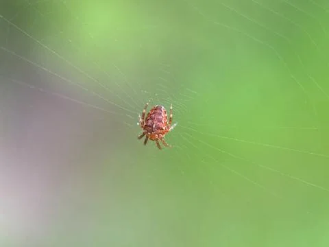 Spider on spider web on a normal day Stock Photos